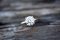 The Ring