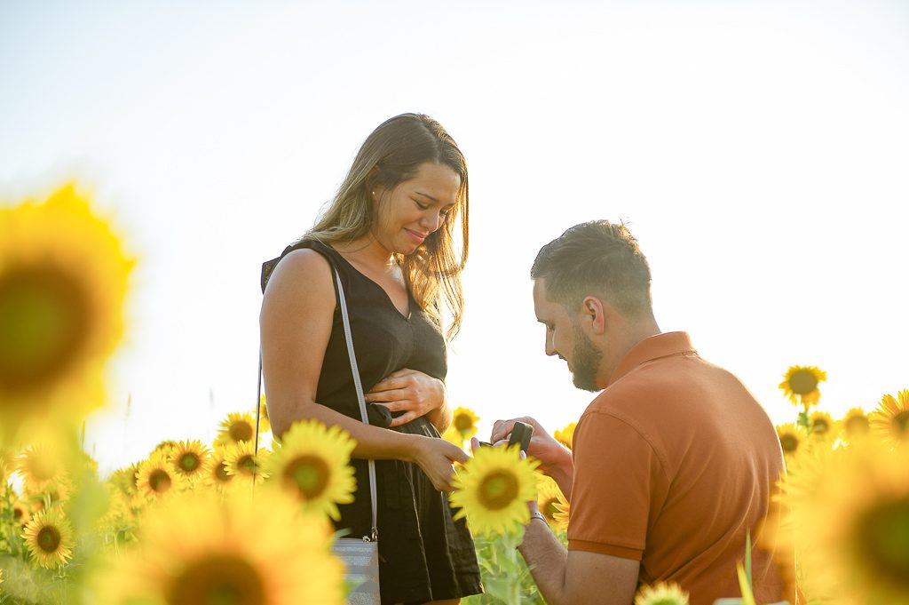 Photo Sunflower Field Proposal Photos | Chase and Bianca